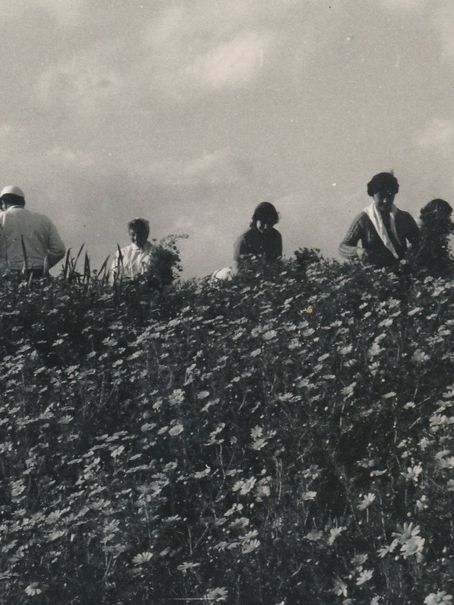 Black and white photograph of people harvesting flowers in a field, surrounded by blooming daisies under a cloudy sky.
